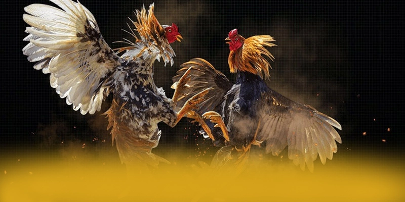 BET168 - Lời kết với góc nhìn khách quan. BET168 - Lời kết với góc nhìn khách quan.